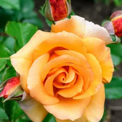 WILLEMSE FRANCE - Rosier grimpant orange - la pièce en racine nue / 2+ branches, vendu par lot de 2