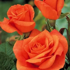 WILLEMSE FRANCE - Rosier orange supreme - la pièce en racine nue / 3+ branches, vendu par lot de 2