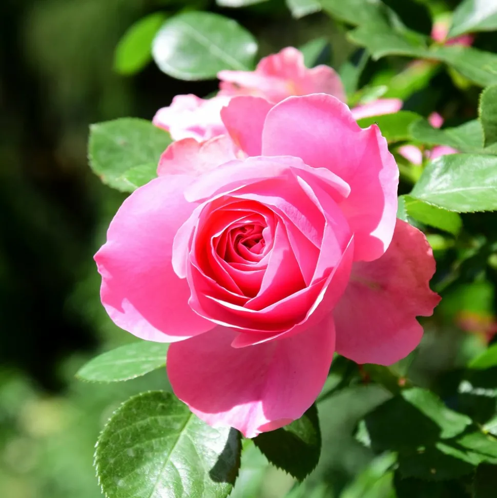 WILLEMSE FRANCE - Rosier pink perfume - la pièce en racine nue / 3+ branches, vendu par lot de 2