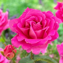 WILLEMSE FRANCE - Rosier pink perfume - la pièce en racine nue / 3+ branches