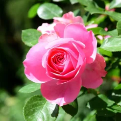 WILLEMSE FRANCE - Rosier pink perfume - la pièce en racine nue / 3+ branches