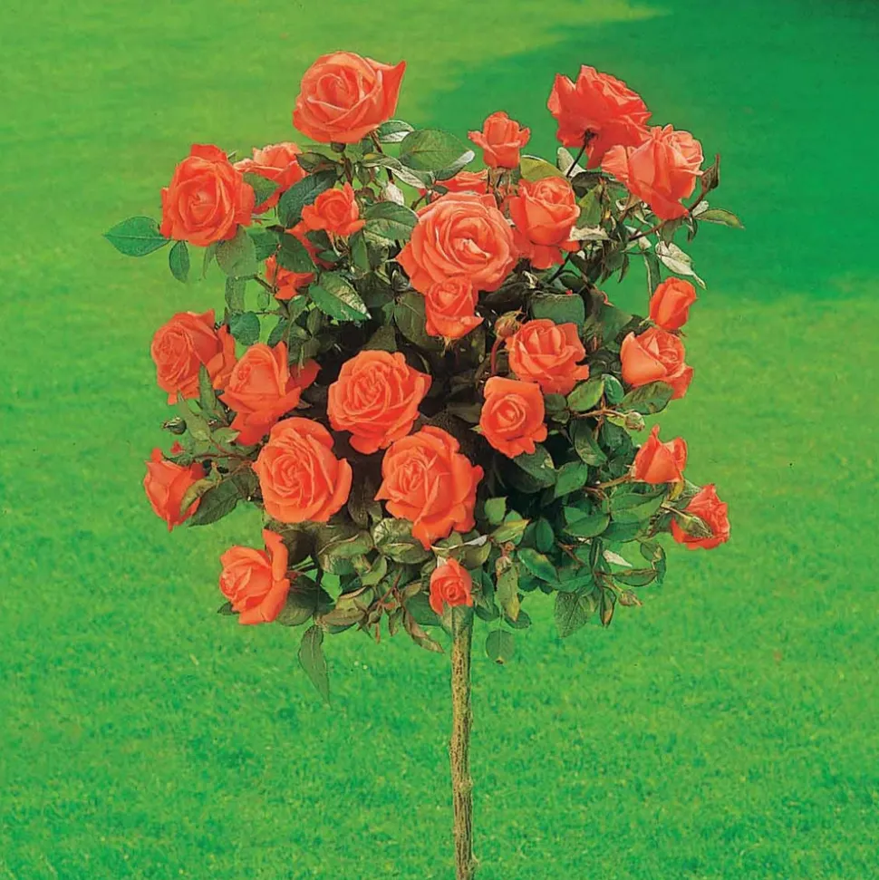 WILLEMSE FRANCE - Rosier sur tige ramona - la pièce en racine nue / tige 60cm