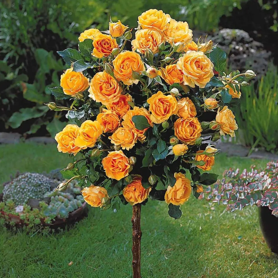 WILLEMSE FRANCE - Rosier sur tige sunsilk - la pièce en racine nue / tige 60cm