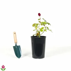 WILLEMSE FRANCE - Rosier sympathie ® - le pot / 4l / hauteur livrée 15-40cm