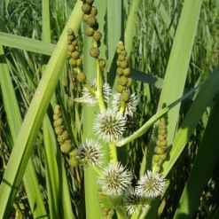 WILLEMSE FRANCE - Rubanier d'eau - le pot / ø 9cm