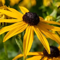 WILLEMSE FRANCE - Rudbeckia goldsturm - le pot / ø 9cm, vendu par lot de 2