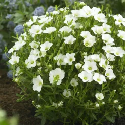 WILLEMSE FRANCE - Sabline des montagnes - le pot / ø 9cm, vendu par lot de 4