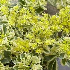 WILLEMSE FRANCE - Sedum - orpin panaché atlantis - le pot / ø 9cm, vendu par lot de 2