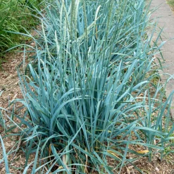 WILLEMSE FRANCE - Seigle de mer - le pot / ø 9cm, vendu par lot de 2