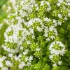 WILLEMSE FRANCE - Thym précoce à fleurs blanches - le pot / ø 9cm, vendu par lot de 2