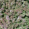 WILLEMSE FRANCE - Thym précoce laineux - le pot / ø 9cm