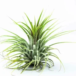WILLEMSE FRANCE - Tillandsia ionantha druid - le pot