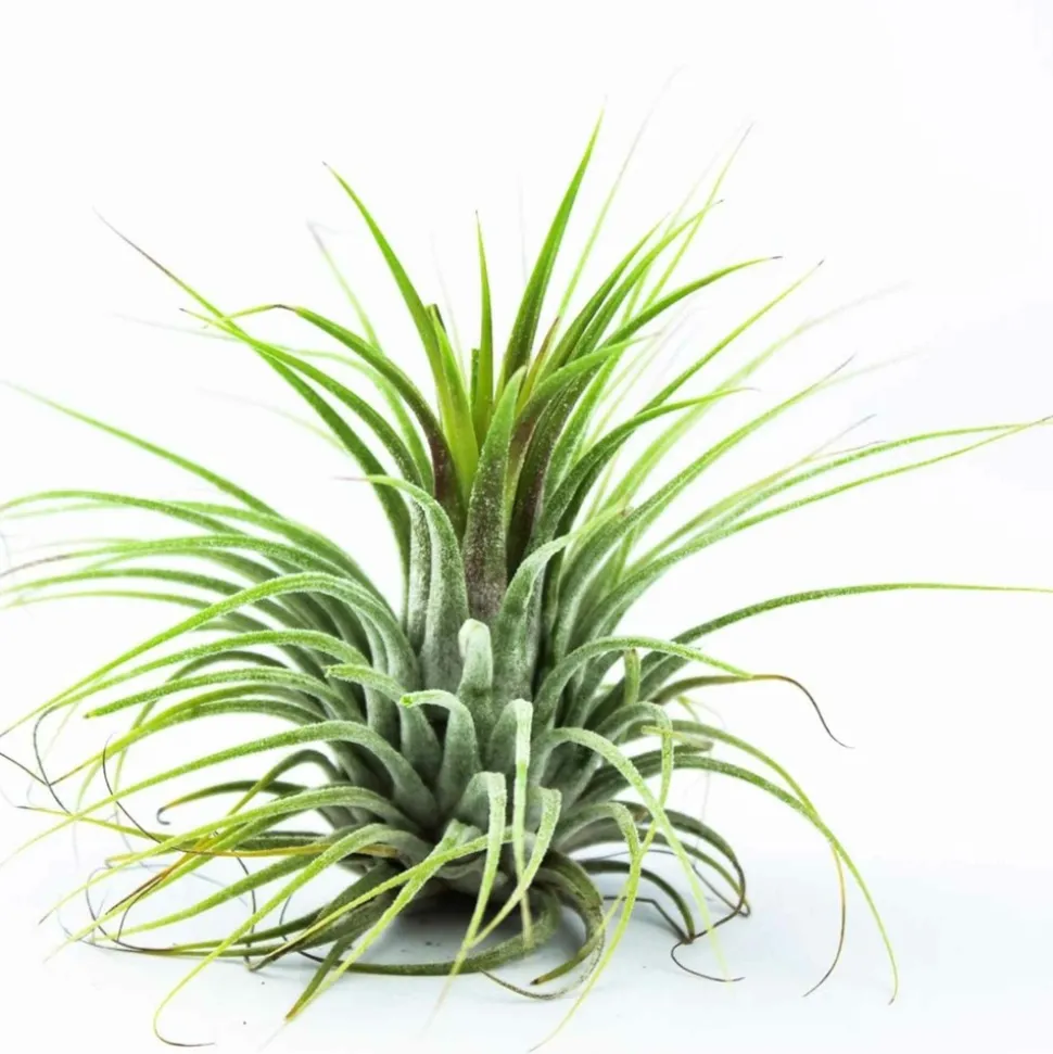 WILLEMSE FRANCE - Tillandsia ionantha druid - le pot