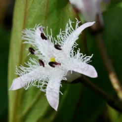 WILLEMSE FRANCE - Trèfle d'eau - le pot / ø 9cm