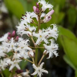 WILLEMSE FRANCE - Trèfle d'eau - le pot / ø 9cm