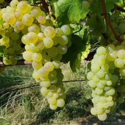 WILLEMSE FRANCE - Vigne chasselas de fontainebleau - la motte de 2 ans / hauteur livrée 30-40cm, vendu par lot de 2