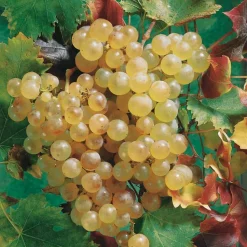 WILLEMSE FRANCE - Vigne chasselas de fontainebleau - la motte de 2 ans / hauteur livrée 30-40cm, vendu par lot de 2