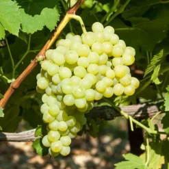 WILLEMSE FRANCE - Vigne exalta - la motte de 2 ans / hauteur livrée 30-40cm