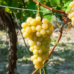 WILLEMSE FRANCE - Vigne italia - la motte de 2 ans / hauteur livrée 30-40cm