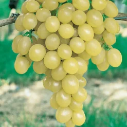 WILLEMSE FRANCE - Vigne italia - la motte de 2 ans / hauteur livrée 30-40cm