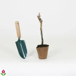 WILLEMSE FRANCE - Vigne merlot - la motte / hauteur livrée 20-40cm, vendu par lot de 2