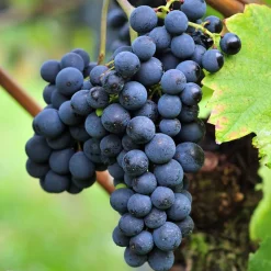 WILLEMSE FRANCE - Vigne triomphe d'alsace - le pot / 2l / hauteur livrée 40-50cm, vendu par lot de 2