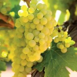 WILLEMSE FRANCE - Vigne vroege van der laan - le pot / 2l / hauteur livrée 50-60cm