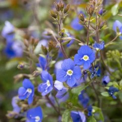 WILLEMSE FRANCE - Véronique rampante georgia blue - le pot / ø 9cm