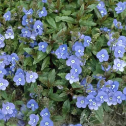 WILLEMSE FRANCE - Véronique rampante georgia blue - le pot / ø 9cm