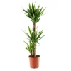 Yucca 3 cannes H.90, 45, 15cm : pot Ø 24cm