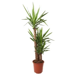 Yucca 3 cannes H.90, 45, 15cm : pot Ø 24cm