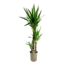 Yucca 3 cannes H.90, 45, 15cm : pot Ø 24cm