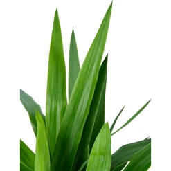 Yucca, 3 cannes, hauteur moyenne 90 à 100cm : pot D.20cm