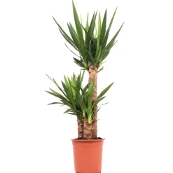 Yucca, 3 cannes, hauteur moyenne 90 à 100cm : pot D.20cm