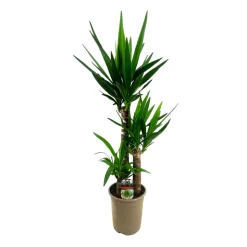 Yucca, 3 cannes, hauteur moyenne 90 à 100cm : pot D.20cm