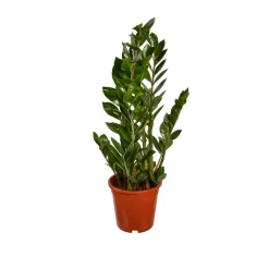 Zamioculcas : pot de D.17cm - H.55cm