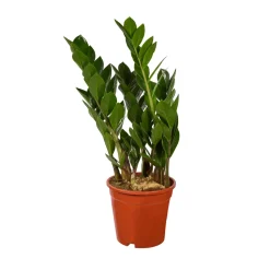 Zamioculcas : pot de D.17cm - H.55cm