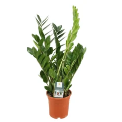 Zamioculcas : pot de D.17cm - H.55cm