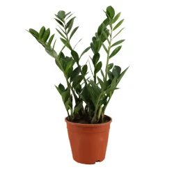 Zamioculcas : pot de D.17cm - H.55cm