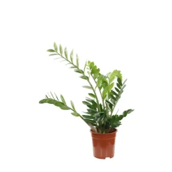 Zamioculcas : pot Diamètre 17 cm Hauteur 65 cm